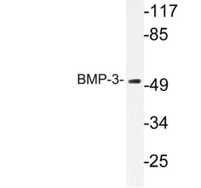 Western Blot - Anti-BMP-3 Antibody (R12-2035) - Antibodies.com