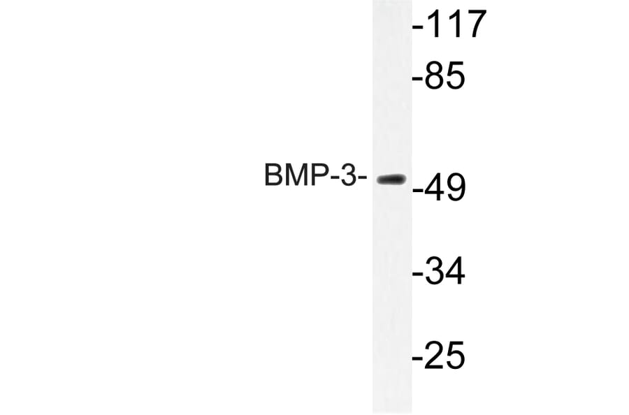 Western Blot - Anti-BMP-3 Antibody (R12-2035) - Antibodies.com