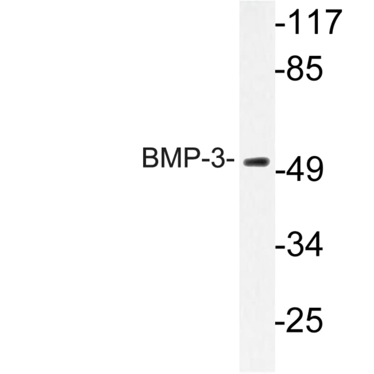 Western Blot - Anti-BMP-3 Antibody (R12-2035) - Antibodies.com