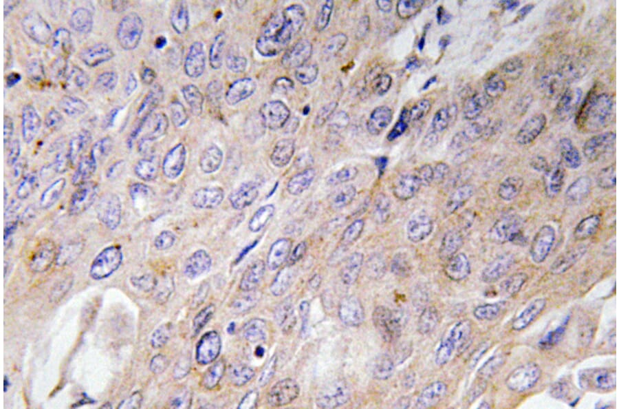 Immunohistochemistry - Anti-BMP-3 Antibody (R12-2035) - Antibodies.com