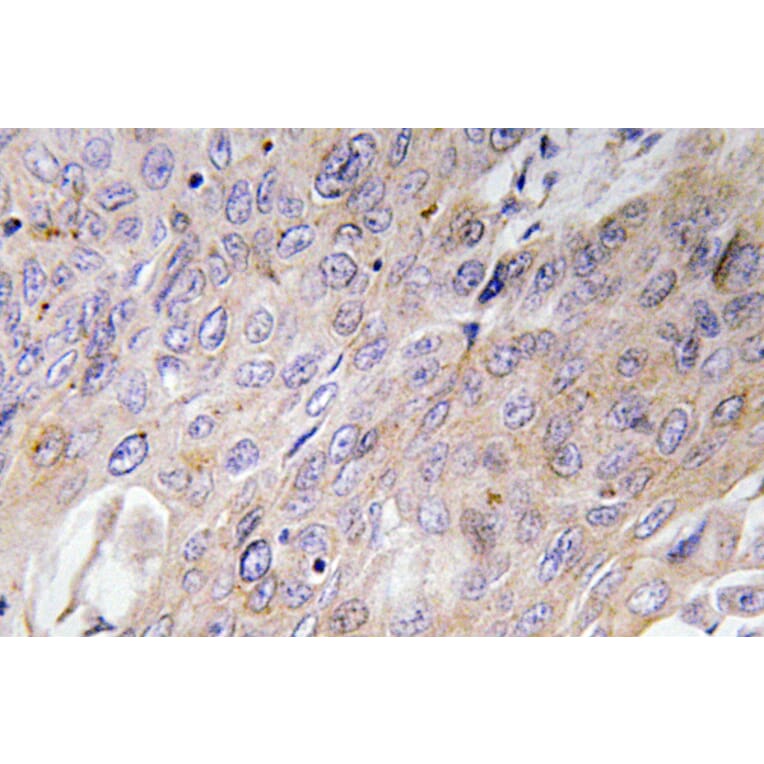 Immunohistochemistry - Anti-BMP-3 Antibody (R12-2035) - Antibodies.com