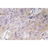 Immunohistochemistry - Anti-BMP-3 Antibody (R12-2035) - Antibodies.com