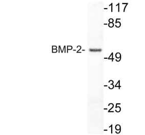 Western Blot - Anti-BMP-2 Antibody (R12-2034) - Antibodies.com