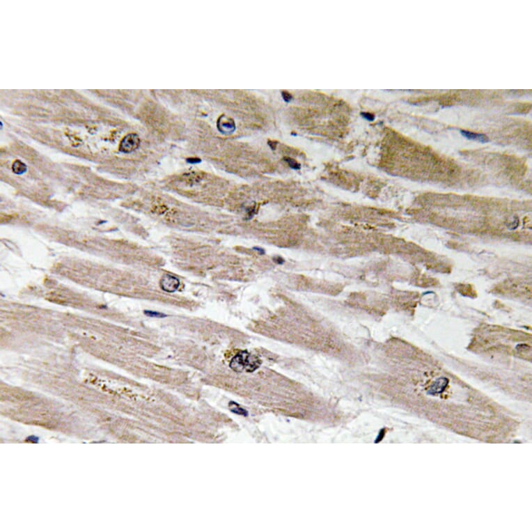 Immunohistochemistry - Anti-BMP-2 Antibody (R12-2034) - Antibodies.com