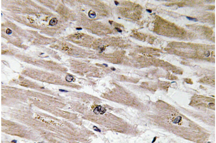Immunohistochemistry - Anti-BMP-2 Antibody (R12-2034) - Antibodies.com