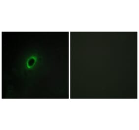 Immunofluorescence - Anti-BEGIN Antibody (C11619) - Antibodies.com