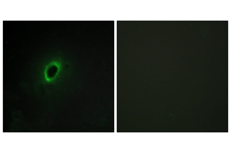 Immunofluorescence - Anti-BEGIN Antibody (C11619) - Antibodies.com