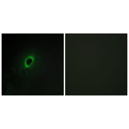 Immunofluorescence - Anti-BEGIN Antibody (C11619) - Antibodies.com