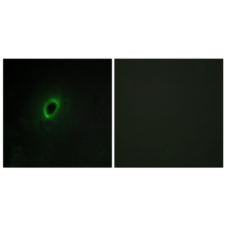 Immunofluorescence - Anti-BEGIN Antibody (C11619) - Antibodies.com