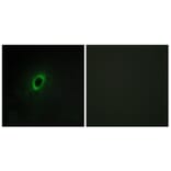 Immunofluorescence - Anti-BEGIN Antibody (C11619) - Antibodies.com