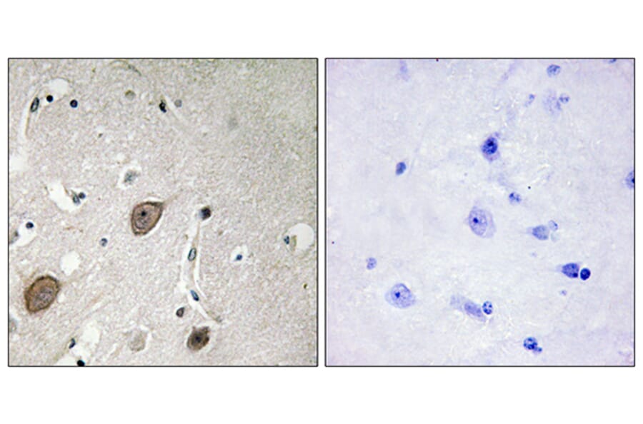 Immunohistochemistry - Anti-BEGIN Antibody (C11619) - Antibodies.com