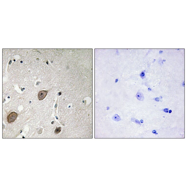 Immunohistochemistry - Anti-BEGIN Antibody (C11619) - Antibodies.com