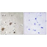Immunohistochemistry - Anti-BEGIN Antibody (C11619) - Antibodies.com