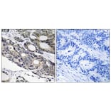 Immunohistochemistry - Anti-BCL10 Antibody (C13030) - Antibodies.com