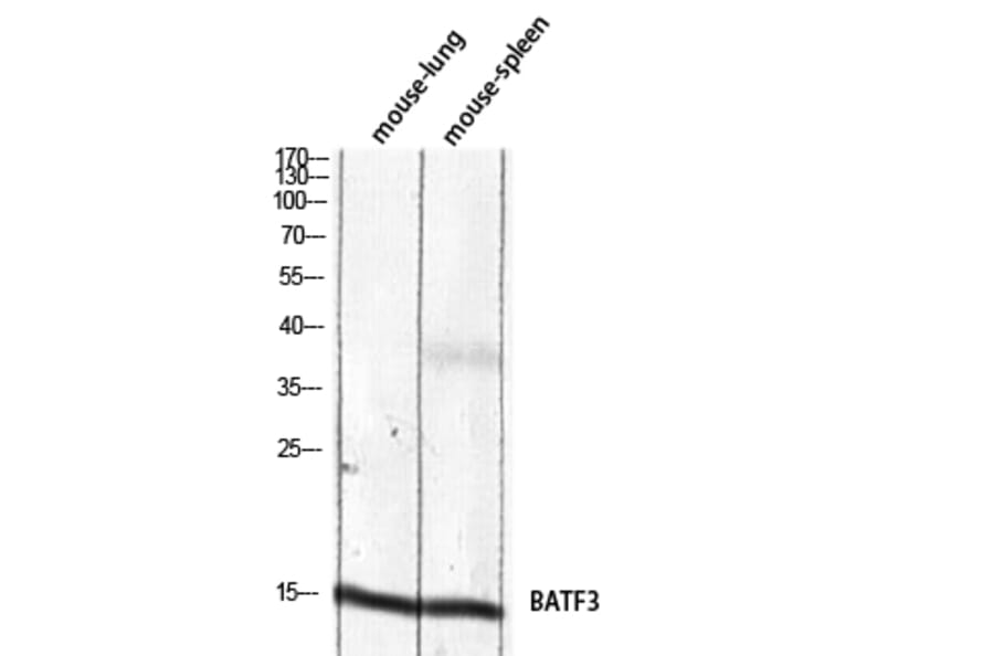 Western Blot - Anti-BATF3 Antibody (C30994) - Antibodies.com