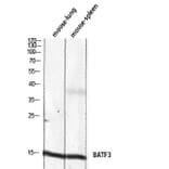 Western Blot - Anti-BATF3 Antibody (C30994) - Antibodies.com