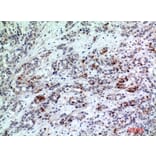 Immunohistochemistry - Anti-BATF3 Antibody (C30994) - Antibodies.com
