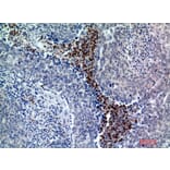 Immunohistochemistry - Anti-BATF3 Antibody (C30994) - Antibodies.com