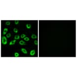 Immunofluorescence - Anti-ATP5D Antibody (C14592) - Antibodies.com