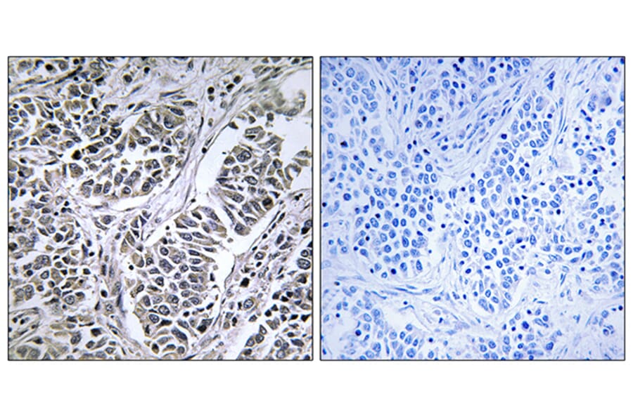 Immunohistochemistry - Anti-ATP5D Antibody (C14592) - Antibodies.com