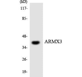 Western Blot - Anti-ARMX3 Antibody (R12-2509) - Antibodies.com