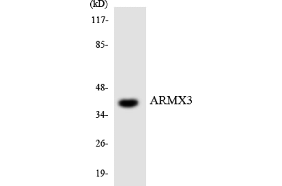 Western Blot - Anti-ARMX3 Antibody (R12-2509) - Antibodies.com