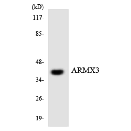 Western Blot - Anti-ARMX3 Antibody (R12-2509) - Antibodies.com