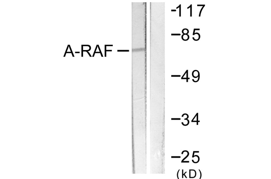 Western Blot - Anti-A-RAF Antibody (B0770) - Antibodies.com