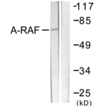 Western Blot - Anti-A-RAF Antibody (B0770) - Antibodies.com