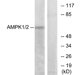 Western Blot - Anti-AMPK1 Antibody (B7007) - Antibodies.com