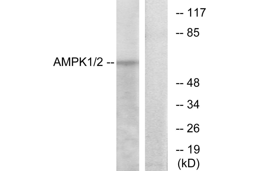 Western Blot - Anti-AMPK1 Antibody (B7007) - Antibodies.com