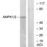 Western Blot - Anti-AMPK1 Antibody (B7007) - Antibodies.com