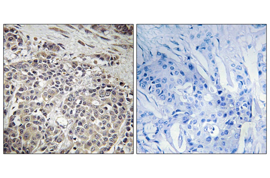 Immunohistochemistry - Anti-AMPK1 Antibody (B7007) - Antibodies.com