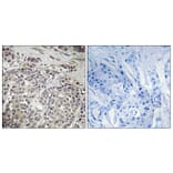 Immunohistochemistry - Anti-AMPK1 Antibody (B7007) - Antibodies.com