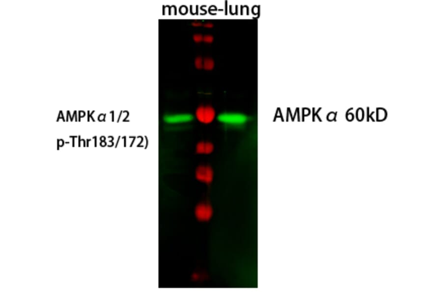 Western Blot - Anti-AMPK1 Antibody (B7007) - Antibodies.com