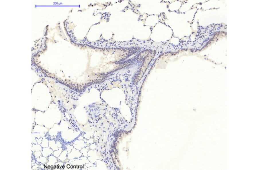 Immunohistochemistry - Anti-AMPK1 Antibody (B7007) - Antibodies.com