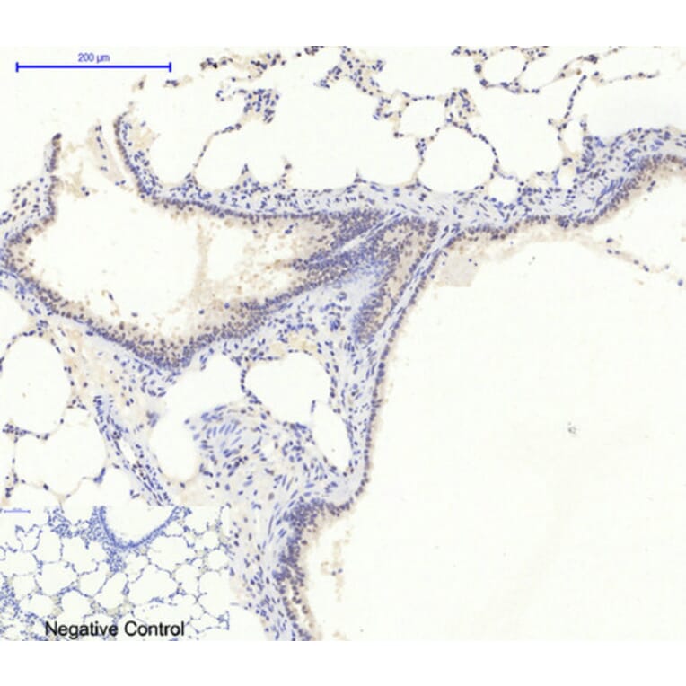 Immunohistochemistry - Anti-AMPK1 Antibody (B7007) - Antibodies.com