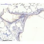 Immunohistochemistry - Anti-AMPK1 Antibody (B7007) - Antibodies.com