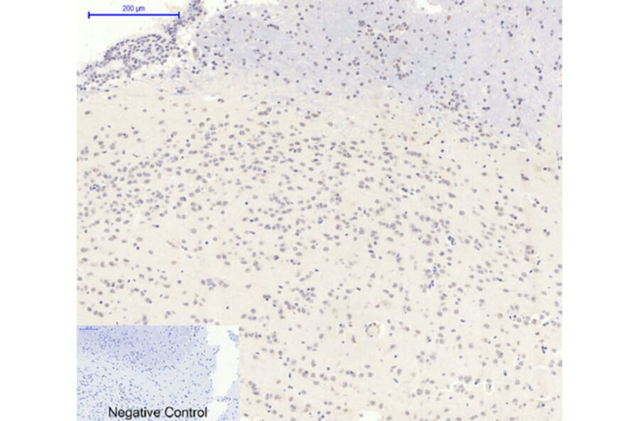 Immunofluorescence - Anti-AMPK1 Antibody (B7007) - Antibodies.com