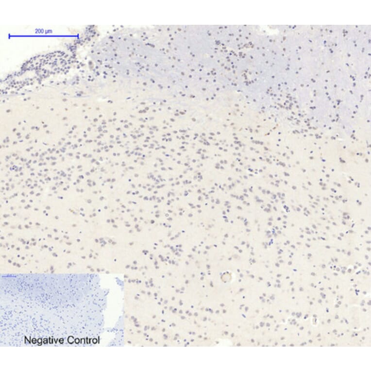 Immunofluorescence - Anti-AMPK1 Antibody (B7007) - Antibodies.com
