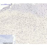 Immunofluorescence - Anti-AMPK1 Antibody (B7007) - Antibodies.com