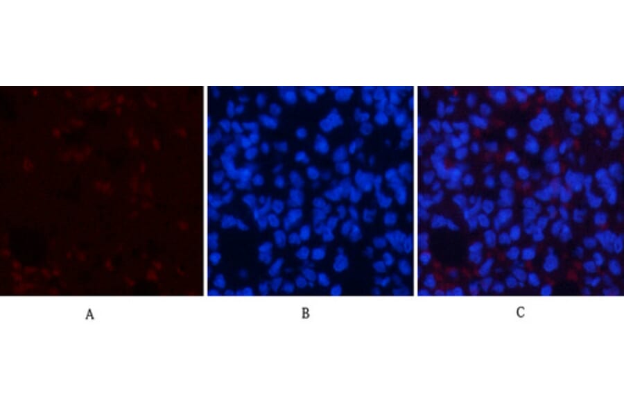 Immunofluorescence - Anti-AMPK1 Antibody (B7007) - Antibodies.com