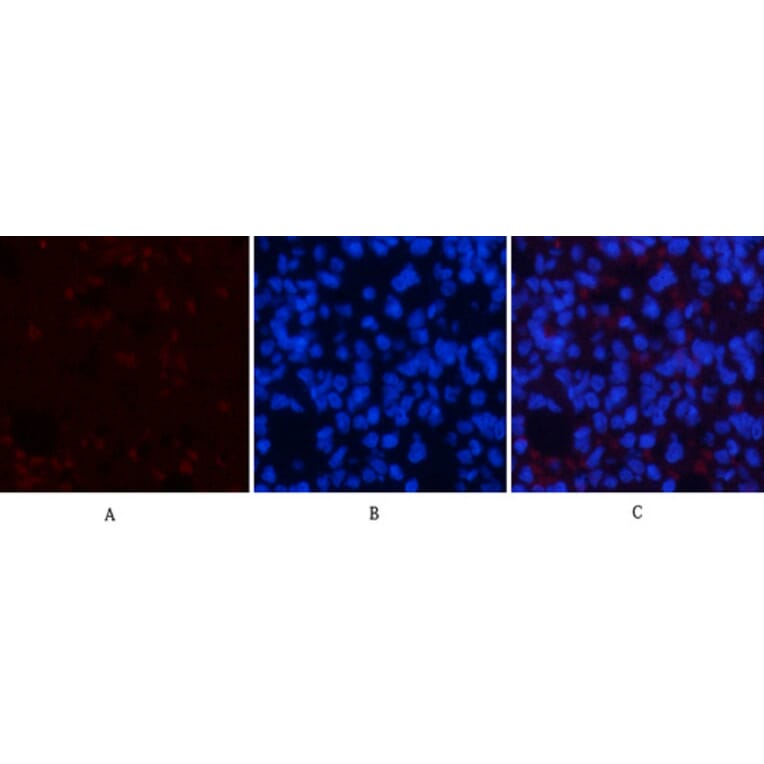 Immunofluorescence - Anti-AMPK1 Antibody (B7007) - Antibodies.com