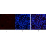 Immunofluorescence - Anti-AMPK1 Antibody (B7007) - Antibodies.com