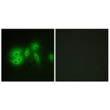 Immunofluorescence - Anti-ADCY8 Antibody (C12038) - Antibodies.com