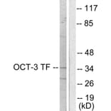 Western Blot - Anti-OCT3 Antibody (C0283) - Antibodies.com