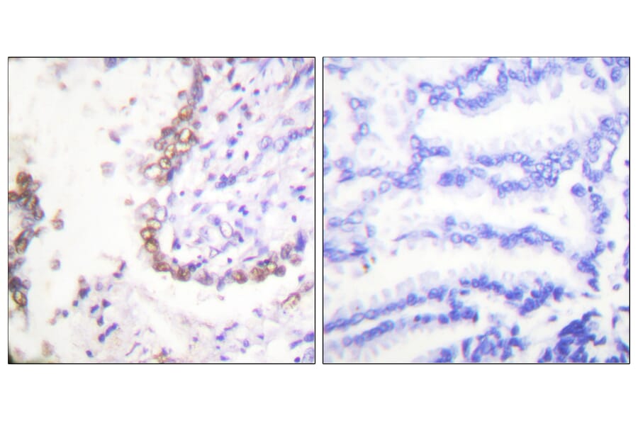 Immunohistochemistry - Anti-OCT3 Antibody (C0283) - Antibodies.com