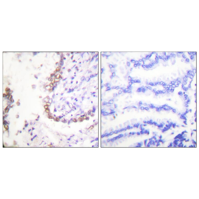 Immunohistochemistry - Anti-OCT3 Antibody (C0283) - Antibodies.com