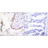 Immunohistochemistry - Anti-OCT3 Antibody (C0283) - Antibodies.com