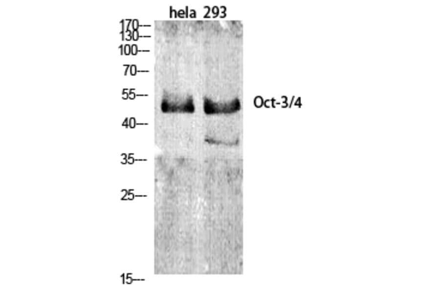 Western Blot - Anti-OCT3 Antibody (C0283) - Antibodies.com